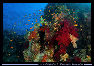Red Sea atmosphere... :O)... by Michel Lonfat 